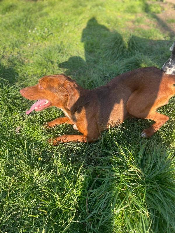 Gogò 1 anno 13 kg taglia media contenuta  Foto 4