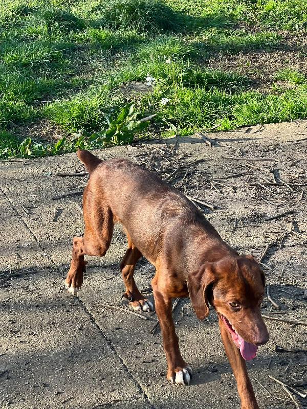 Gogò 1 anno 13 kg taglia media contenuta  Foto 5