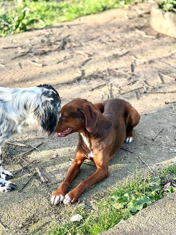 Gogò 1 anno 13 kg taglia media contenuta  Foto 6