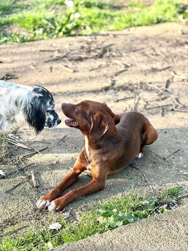 Gogò 1 anno 13 kg taglia media contenuta  Foto 7