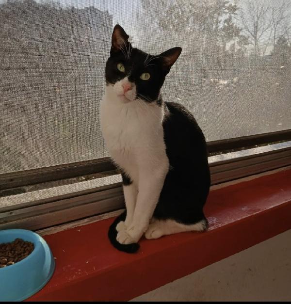 Zorro Dolcissimo Micino Bianco E Nero A Milano