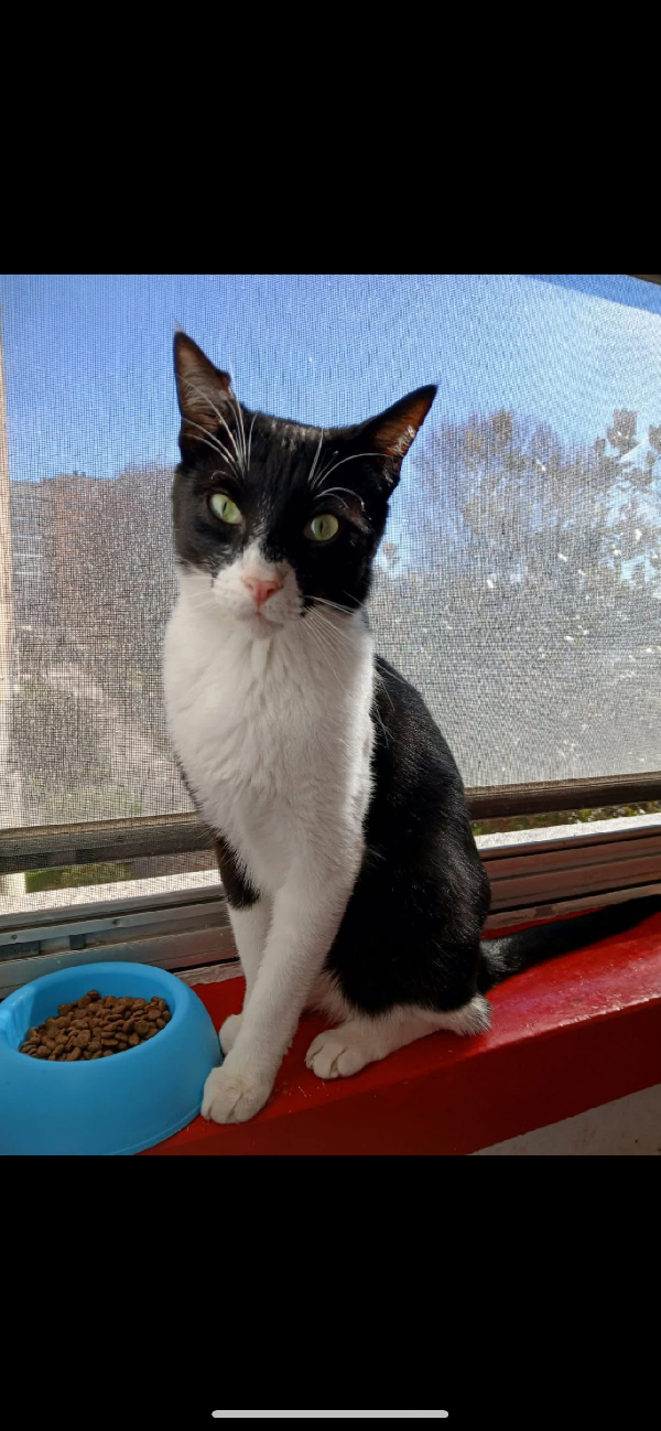 Zorro dolcissimo micino bianco e nero a Milano Foto 3