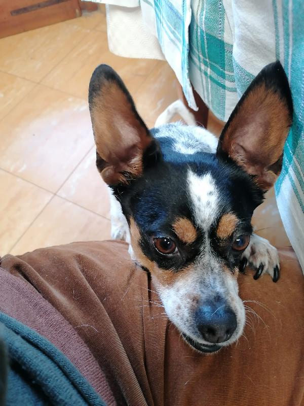 Trilly 4 Anni, Taglia Piccola ❤️