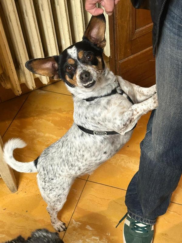 Trilly 4 anni, taglia piccola ❤️ Foto 2