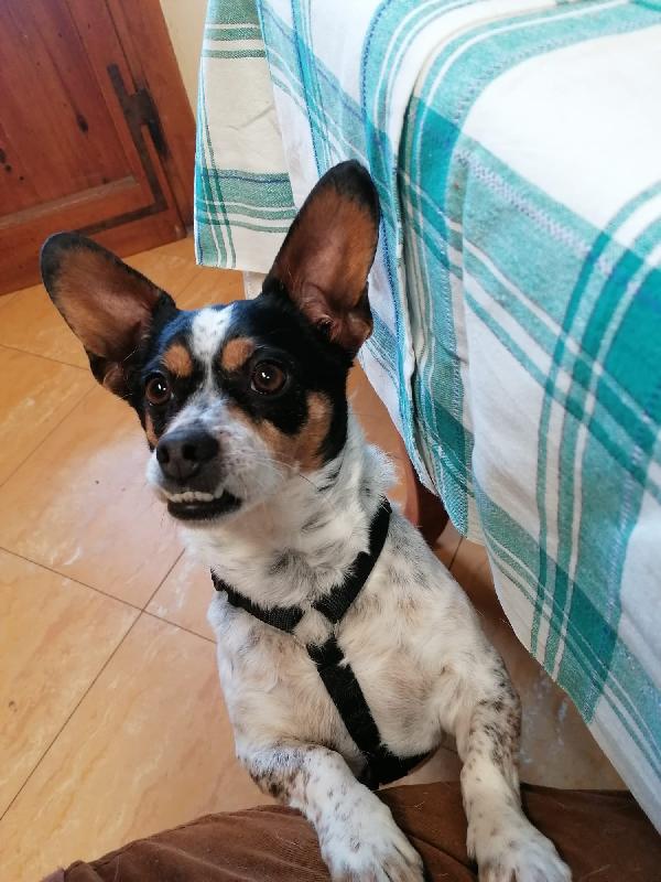 Trilly 4 anni, taglia piccola ❤️ Foto 3