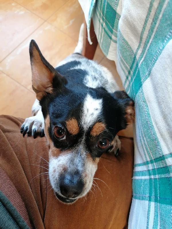 Trilly 4 anni, taglia piccola ❤️ Foto 4