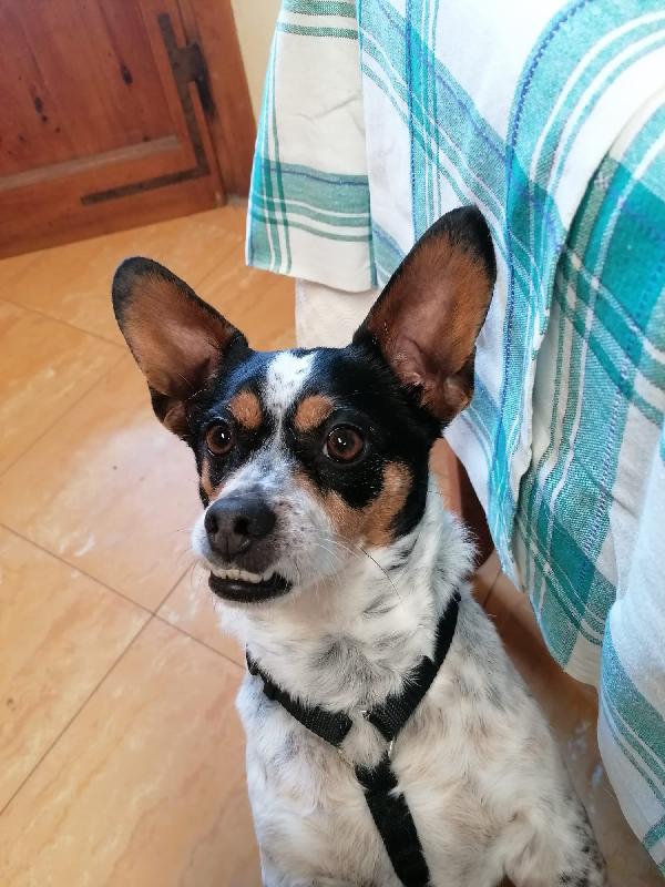 Trilly 4 anni, taglia piccola ❤️ Foto 5