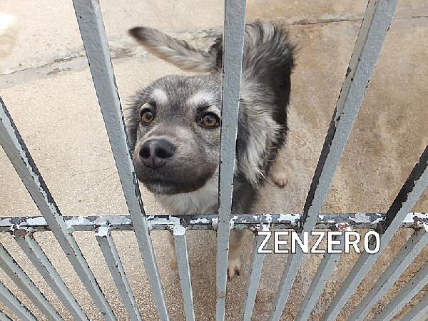 Zenzero (Taglia Mediopiccola)