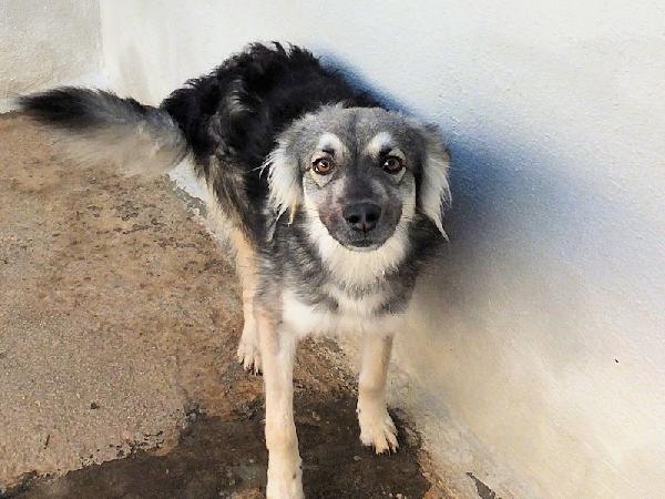 Zenzero (taglia mediopiccola) Foto 2