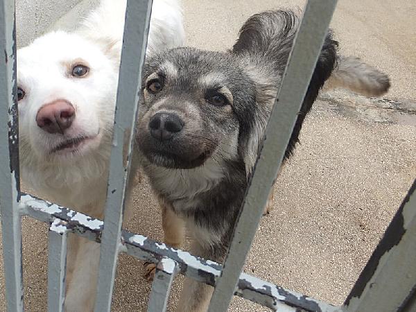 Zenzero (taglia mediopiccola) Foto 4