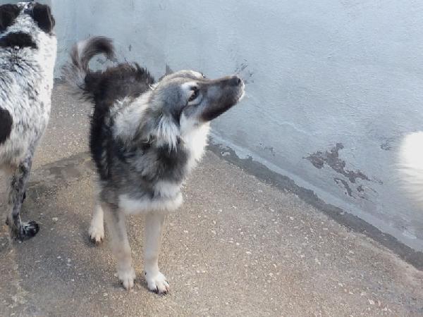 Zenzero (taglia mediopiccola) Foto 5