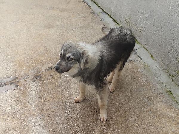 Zenzero (taglia mediopiccola) Foto 6