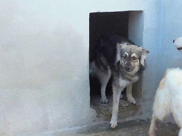 Zenzero (taglia mediopiccola) Foto 7