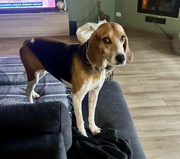 Luna dolcissima beagle 4 anni Foto 5