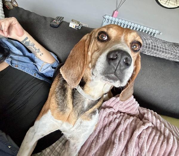 Luna dolcissima beagle 4 anni Foto 6