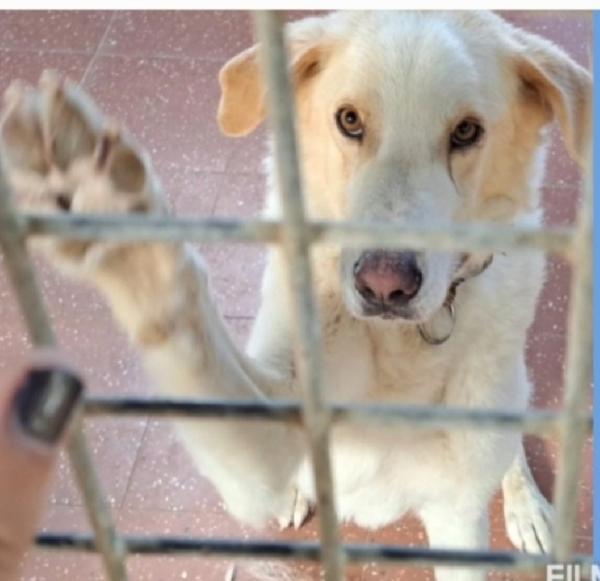 Mia Mix Labrador 5/6Anni Mollata Dai Padroni In Canile Lazio