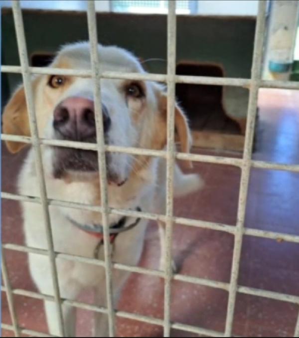 Mia mix Labrador 5/6anni mollata dai padroni in canile LAZIO Foto 2