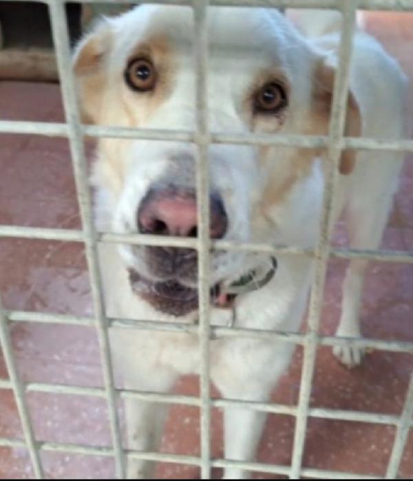 Mia mix Labrador 5/6anni mollata dai padroni in canile LAZIO Foto 3