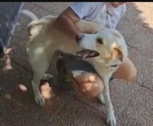 Mia mix Labrador 5/6anni mollata dai padroni in canile LAZIO Foto 4