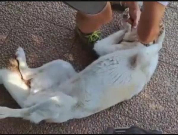 Mia mix Labrador 5/6anni mollata dai padroni in canile LAZIO Foto 5