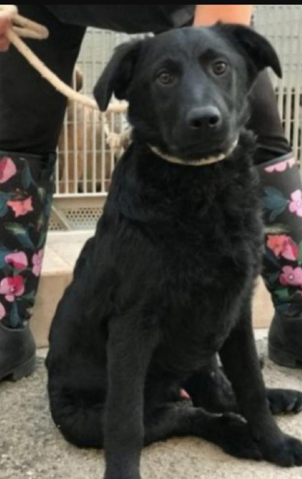 Benny Mix Labrador Nero 6Anni Da Cucciolo In Canile.puglia