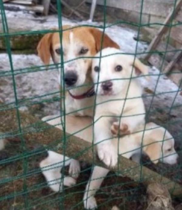 Kubra 6anni salvata 3anni fa coi cuccioli.ABRUZZO Foto 2