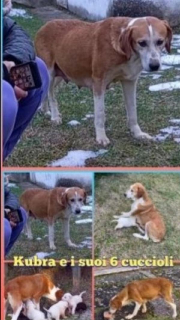 Kubra 6anni salvata 3anni fa coi cuccioli.ABRUZZO Foto 3