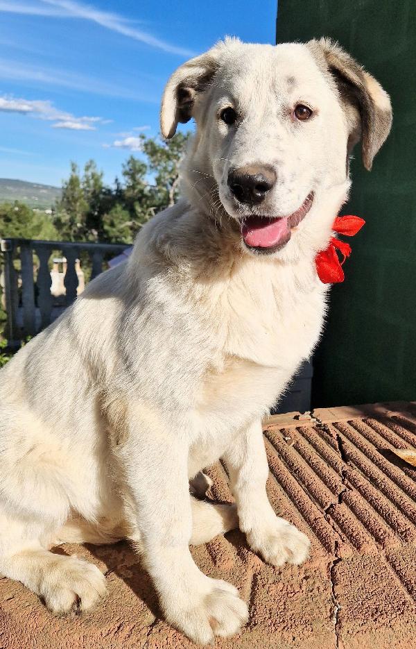 DAISY,ADOTTABILE IN TUTTA ITALIA! Foto 7