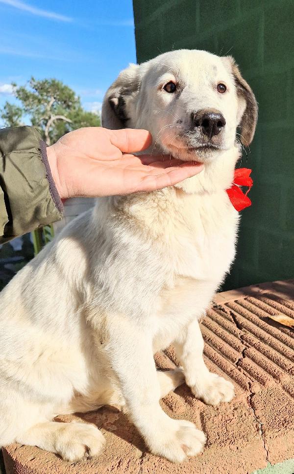 DAISY,ADOTTABILE IN TUTTA ITALIA! Foto 9