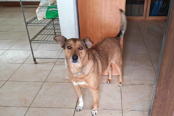 Linda: Dolce E Socievole, Cerca Adozione O Stallo Casalingo 