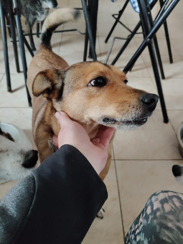 Linda: dolce e socievole, cerca adozione o stallo casalingo  Foto 2