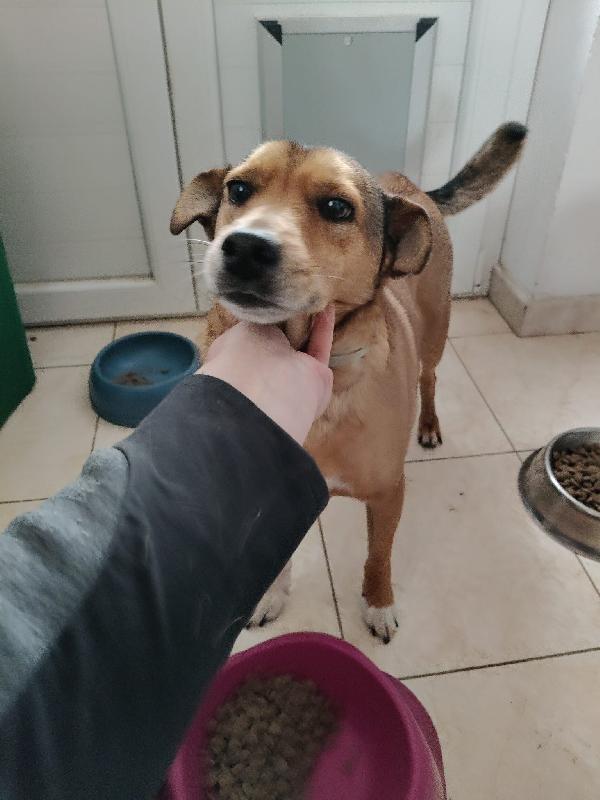 Linda: dolce e socievole, cerca adozione o stallo casalingo  Foto 3