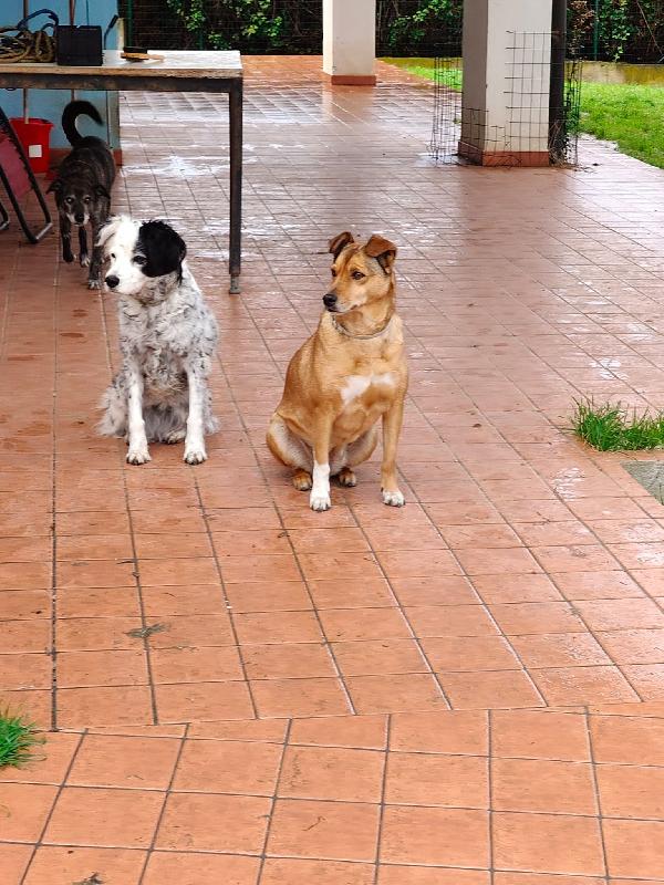 Linda: dolce e socievole, cerca adozione o stallo casalingo  Foto 4