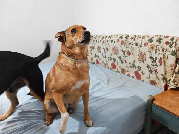 Linda: dolce e socievole, cerca adozione o stallo casalingo  Foto 5