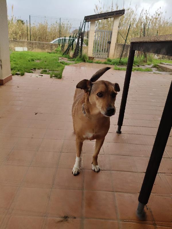 Linda: dolce e socievole, cerca adozione o stallo casalingo  Foto 6