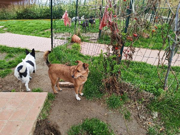 Linda: dolce e socievole, cerca adozione o stallo casalingo  Foto 7