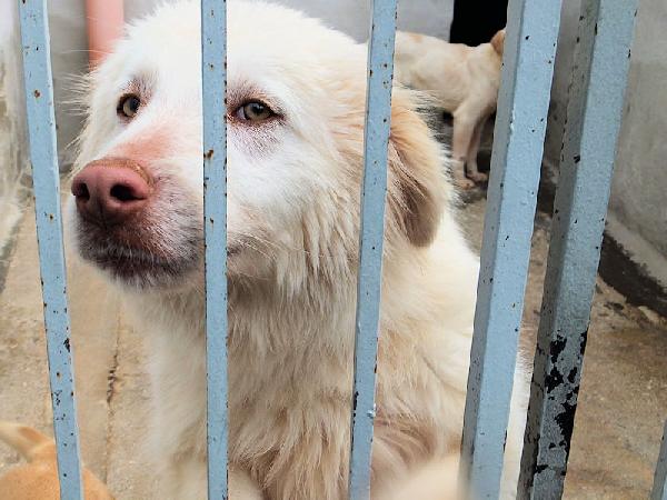 Alaska Bello, Buono E Affettuoso