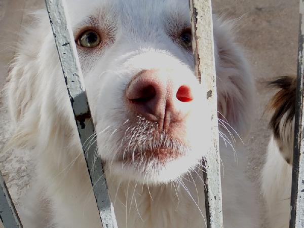 Alaska bello, buono e affettuoso Foto 2