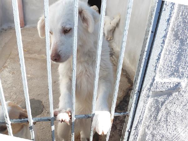 Alaska bello, buono e affettuoso Foto 3