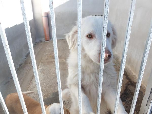 Alaska bello, buono e affettuoso Foto 4