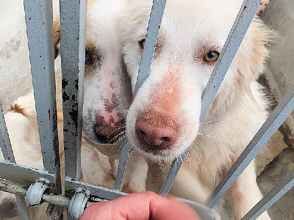 Alaska bello, buono e affettuoso Foto 5