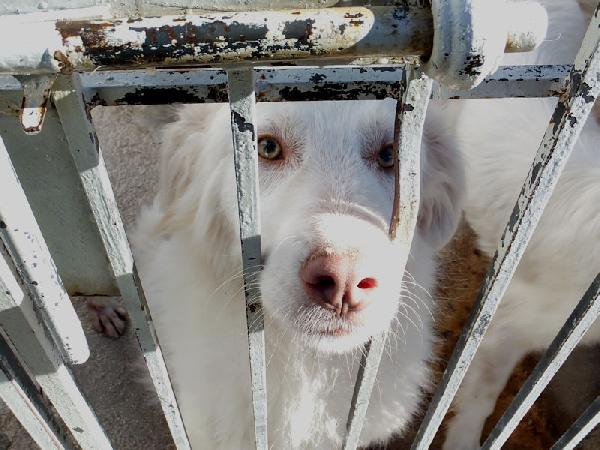 Alaska bello, buono e affettuoso Foto 6