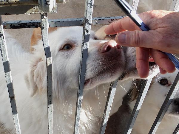 Alaska bello, buono e affettuoso Foto 7