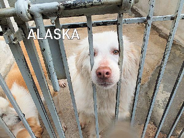 Alaska bello, buono e affettuoso Foto 8