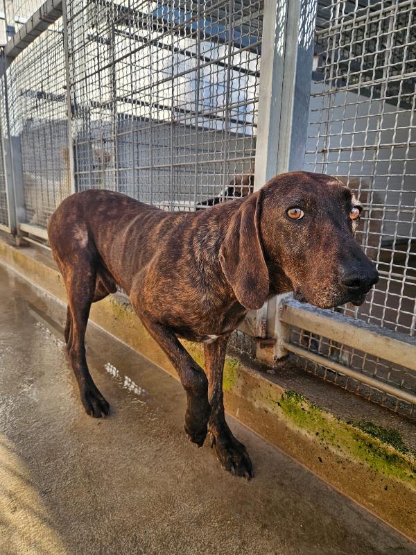 Michele: timido segugio dolcissimo con tutti  Foto 11