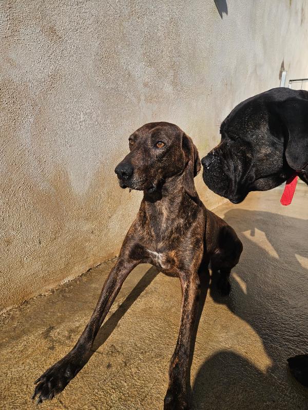 Michele: timido segugio dolcissimo con tutti  Foto 12