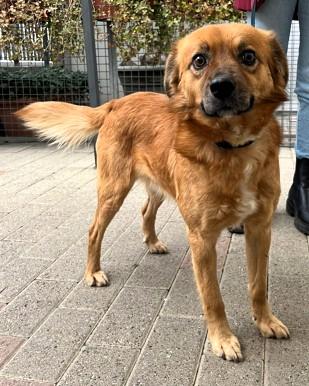 Dowson Cerca Famiglia