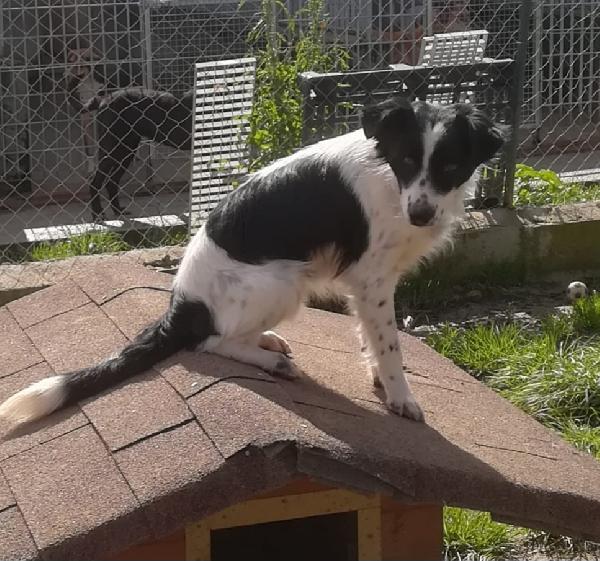 TIMMY TAGLIA PICCOLA  Foto 3