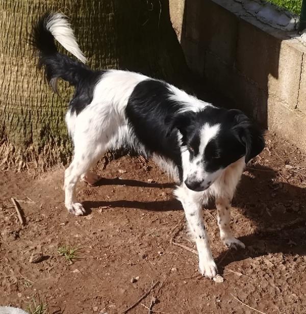 TIMMY TAGLIA PICCOLA  Foto 2