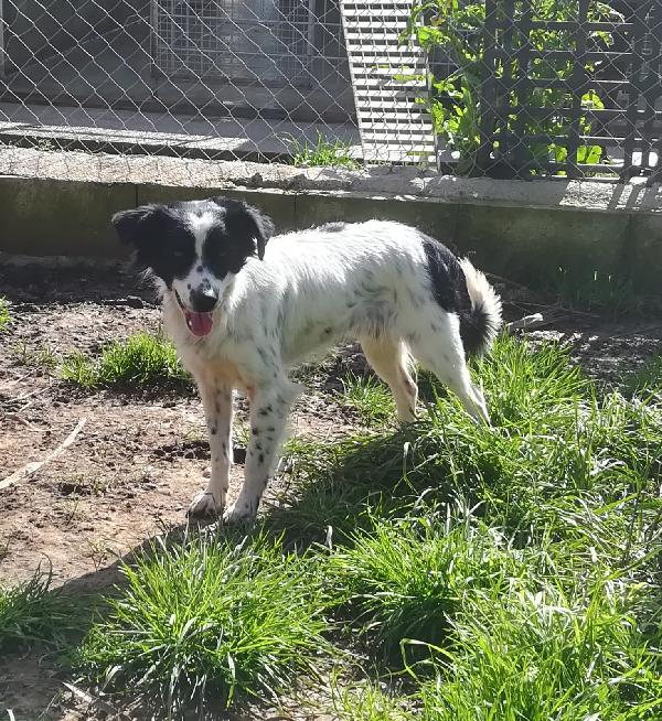 TIMMY TAGLIA PICCOLA  Foto 4